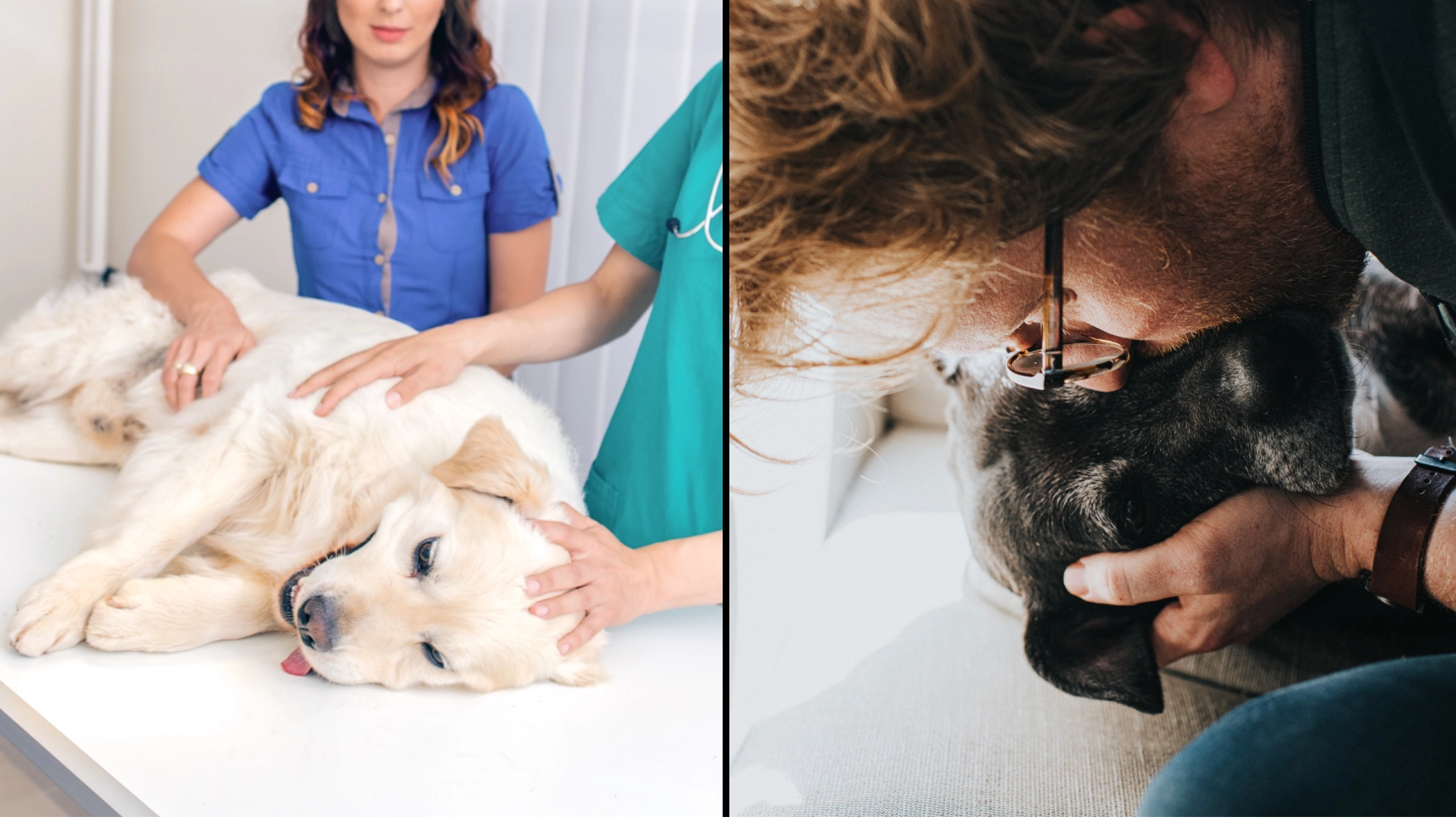 Vet issues desperate plea after dog tries to follow owner out room as it's being put to sleep