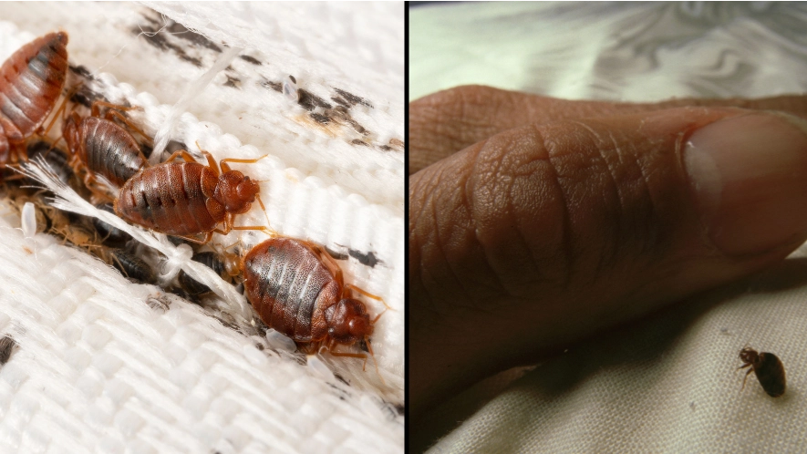 How much it will cost to get rid of bed bugs as infestation hits UK