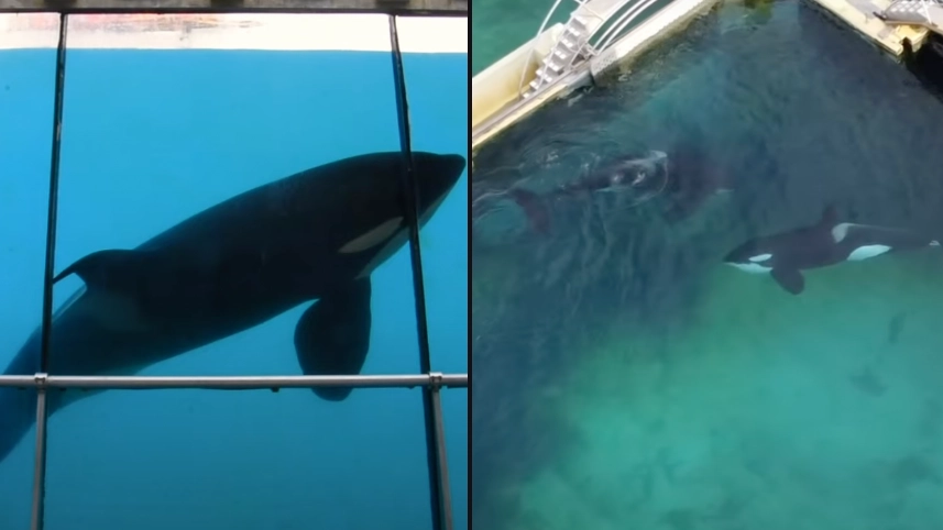 Tragic story of orca Moana that spent entire life trapped in theme park