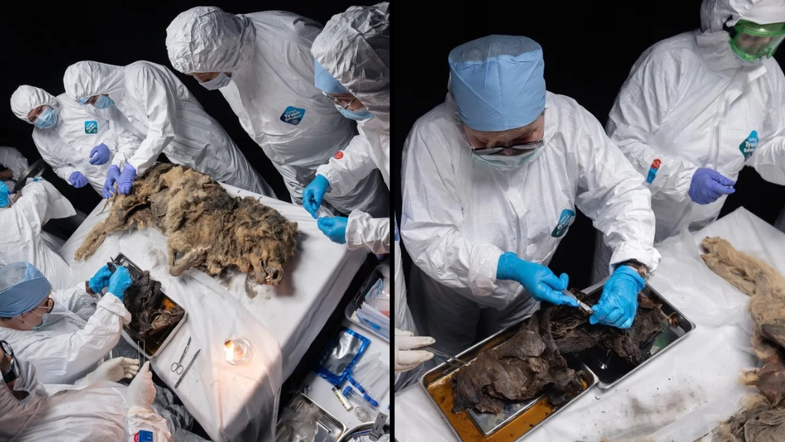 44,000-year-old wolf found perfectly preserved and it could have ancient viruses in its stomach