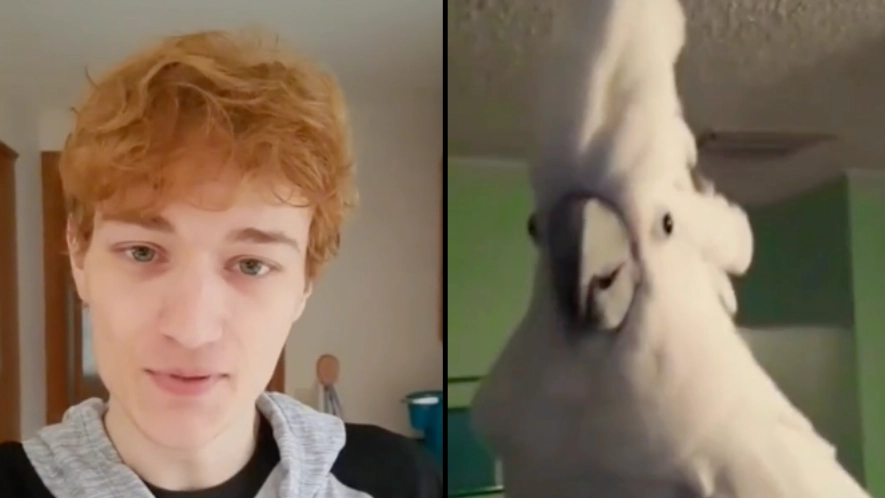 Man Regrets Buying Second-Hand Cockatoo That Sings One Specific Death Metal Song