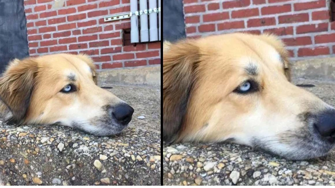 Bizarre Optical Illusion Of Dog’s Head That Looks ‘Decapitated’ Baffles The Internet