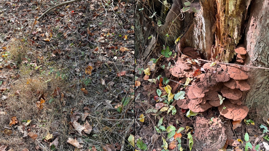 People told they have 'eyes of a sniper' if they can spot snake hidden in woods