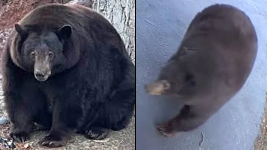Hank The Tank Will No Longer Be Killed After Proof He Was 'Framed'