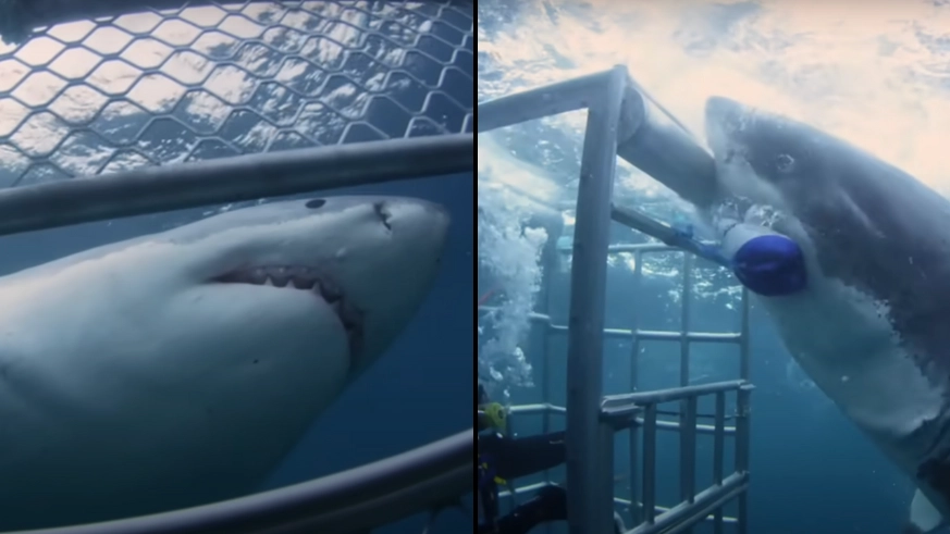 Terrifying video shows moment huge Great White shark attacks cave with diver inside