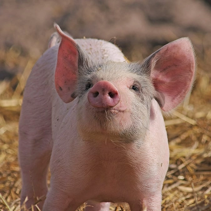Scientists successfully transplant pig lung into human in astonishing world-first