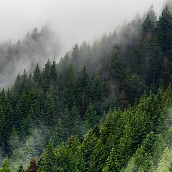 Trees absorbed almost no CO2 last year and scientists have no idea why