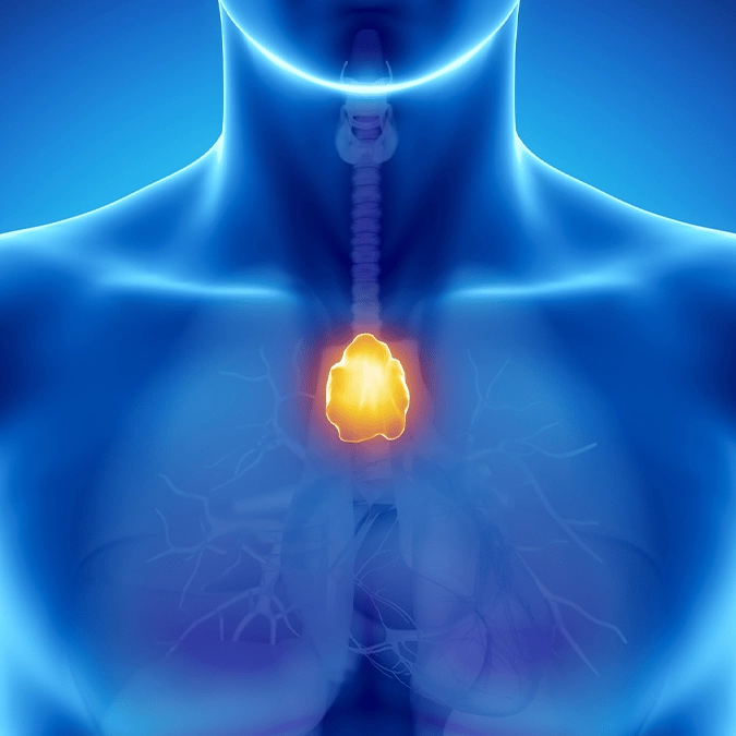 This long-ignored organ could hold the key to predicting lifespan