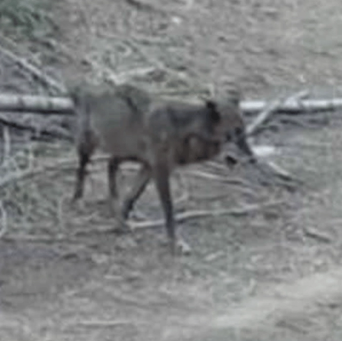 Endangered animal spotted in Los Angeles for first time in over 100 years
