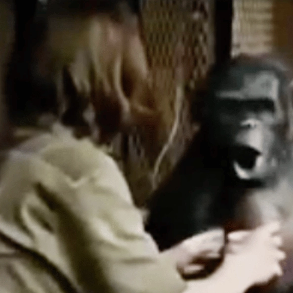 Video showing Planet of the Apes without CGI is absolutely hilarious