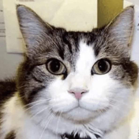 'Mystic' cat adopted spookily 'predicted more than 100 residents' deaths' in care home
