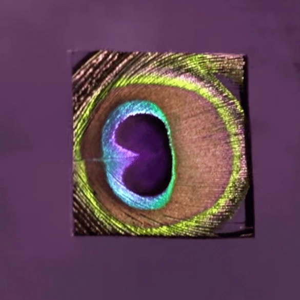 Incredible video shows how different animals see colours