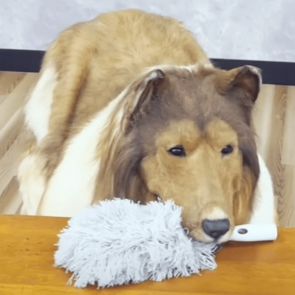 Man who spent $14,000 to become a dog shows how he completes daily chores