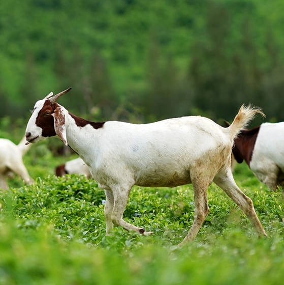 Bizarre reason Google hired 200 goats to work at their headquarters