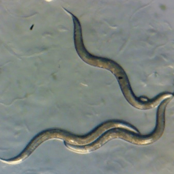 Worms living near Chernobyl nuclear plant have evolved to develop a ‘super power’