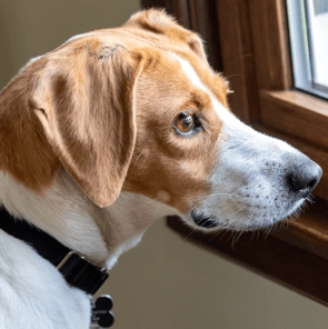 Pet owners sent warning ahead of solar eclipse today