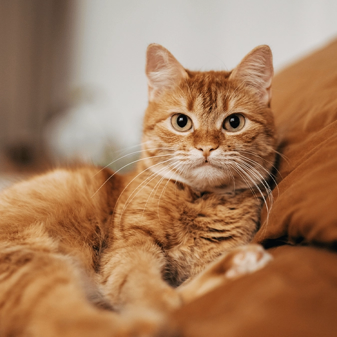 People who leave their cats alone all day will now be fined in one country