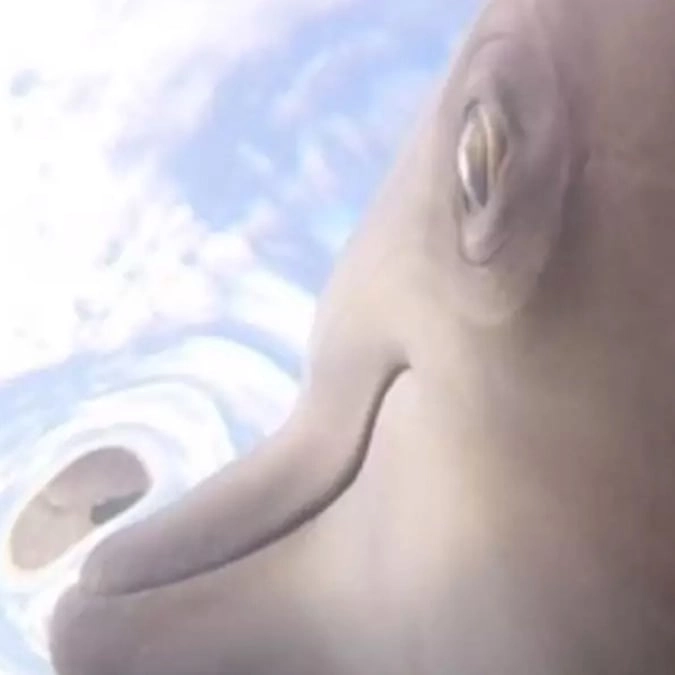 Footage from GoPro attached to wild dolphins reveals they aren't as adorable as we thought