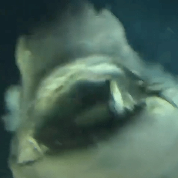 Insane footage captures 'deep-sea monster' predating dinosaurs coming into contact with sub on ocean floor