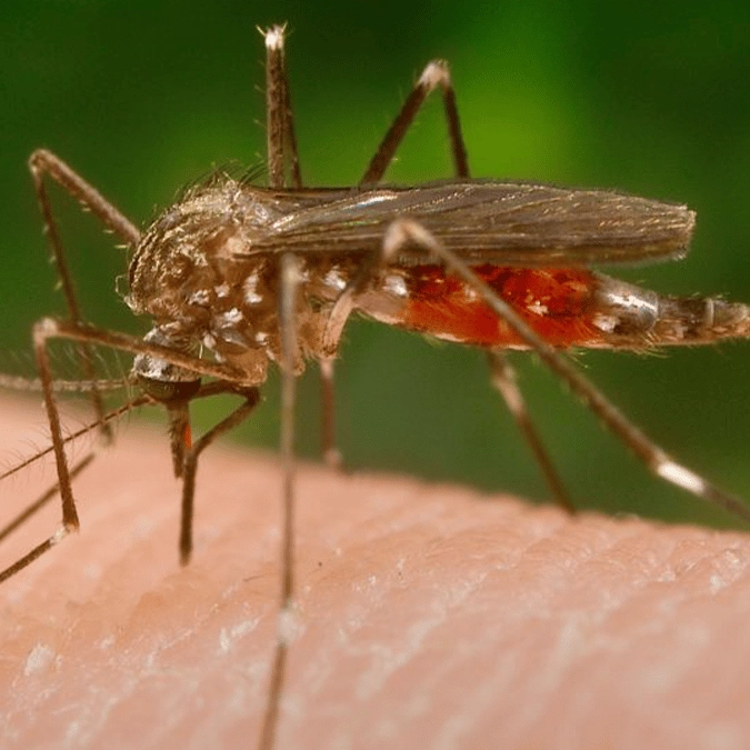 CDC issue travel warning over virus that causes horrifying rash