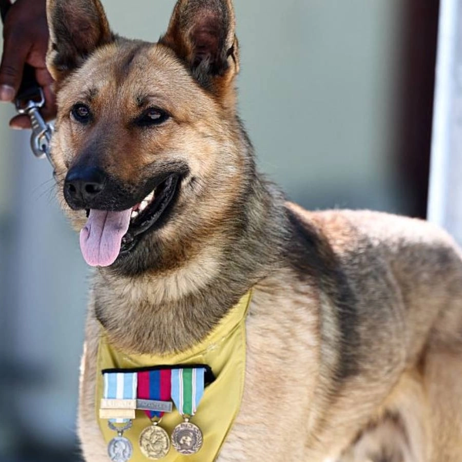 $200 million Warhound startup plans to genetically engineer the 'Captain America' of dogs for war
