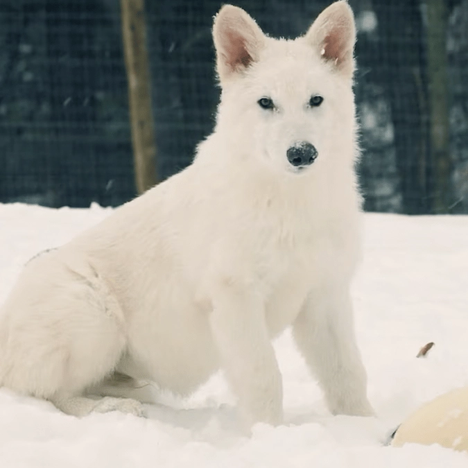 Truth behind scientists reviving extinct dire wolf not seen for 10,000 years