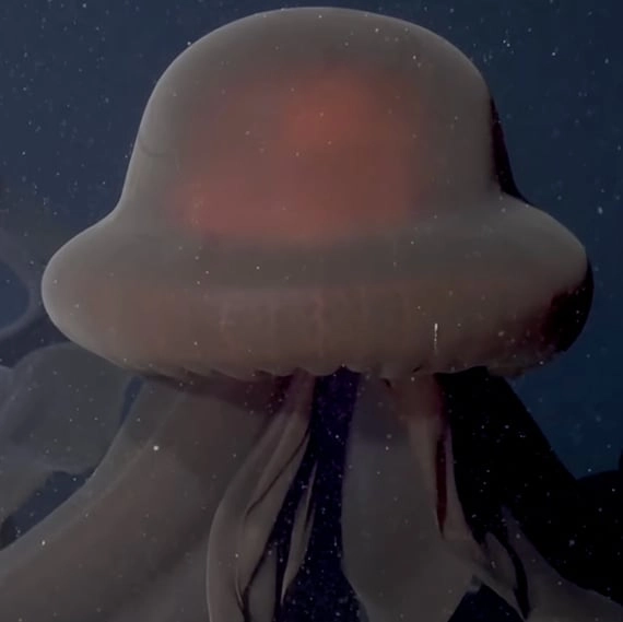 People are in awe at sighting of incredibly rare Giant Phantom Jellyfish that can grow up to 33ft