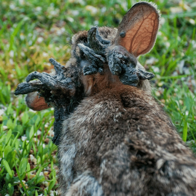 Exactly how virus carried by 'Frankenstein' rabbits growing black 'tentacles' spreads following urgent warning from experts
