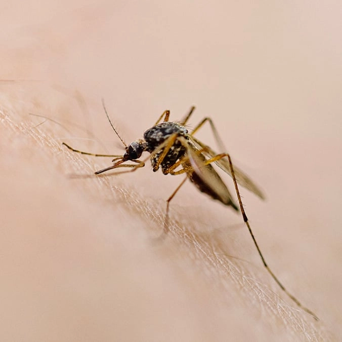 Warning issued following deadly and 'body freezing' virus detected in UK mosquitoes for first time