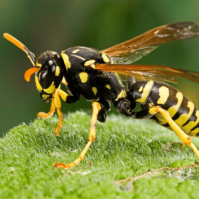 Chaos following discovery of radioactive wasp nest at former US nuclear weapons site