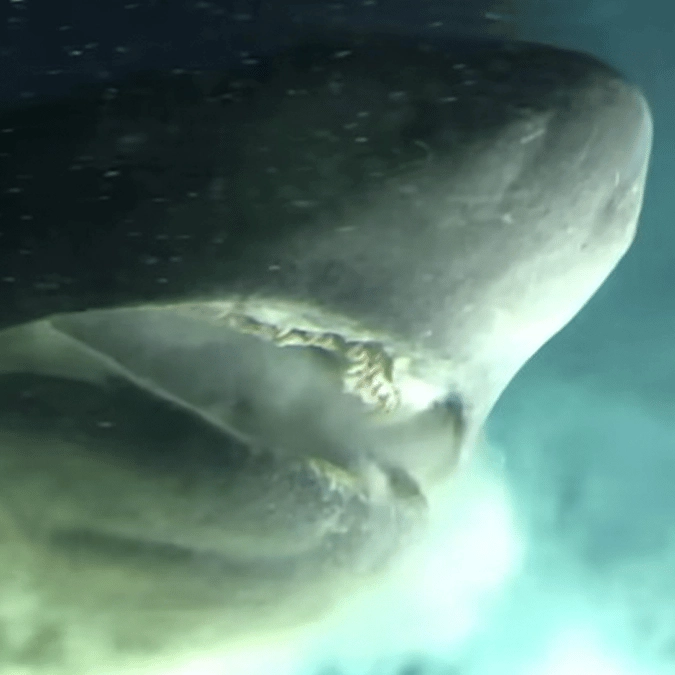Astonishing footage shows moment submarine comes into contact with deep-sea creature that's older than dinosaurs