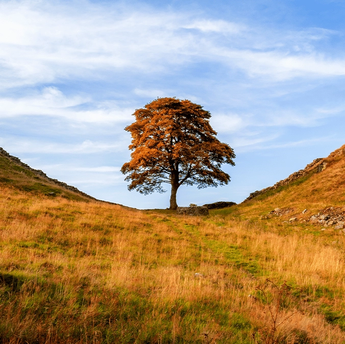 Men who felled 150-year-old tree in just three minutes found guilty and face brutal sentence