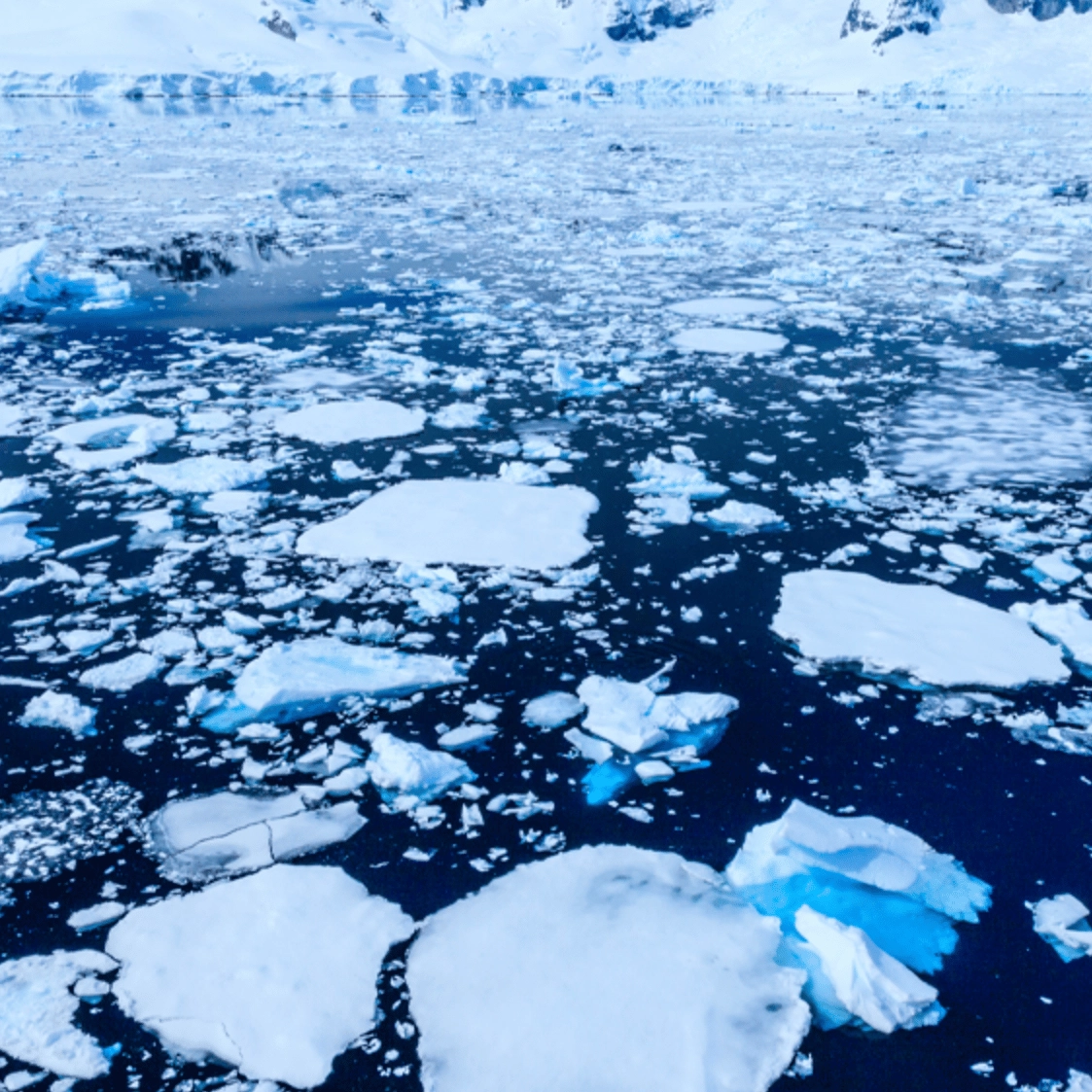 Flowers are spreading in Antarctica and experts say it's not good news
