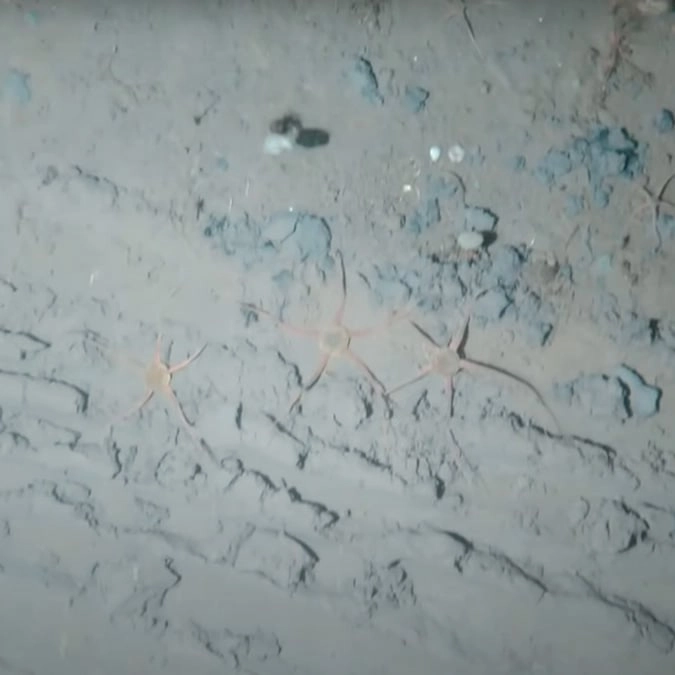 Heartbreaking world-first footage of Antarctic sea floor shows how ship anchors and destroying once-pristine ecosystem
