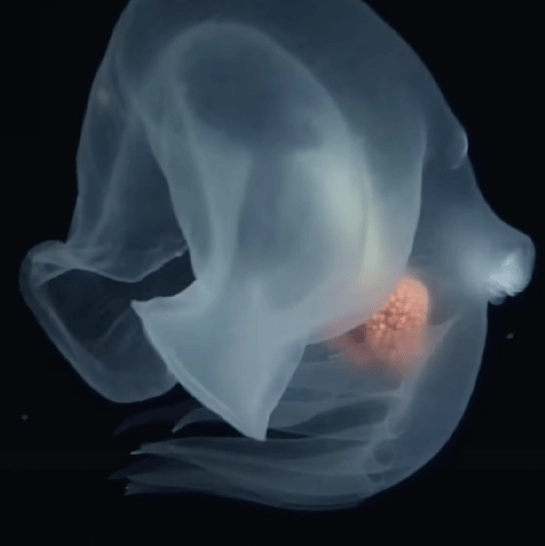 'Devious' new species discovered in mysterious 'midnight zone' of the deep sea 13,000 ft below the surface