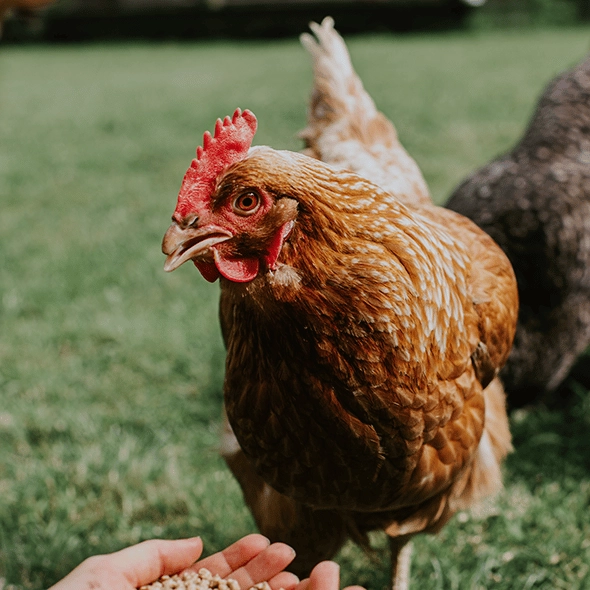 Scientists finally discover whether the chicken or the egg came first