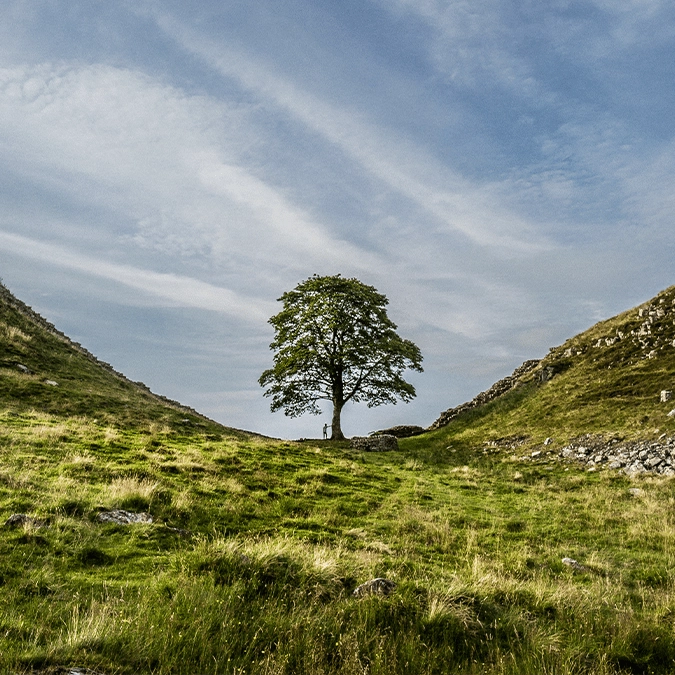 How 150-year-old Sycamore Gap is being 'saved' by science following brutal arrest of men who felled iconic tree