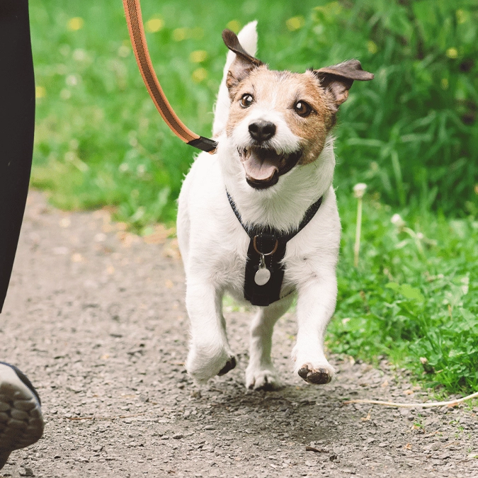 Major tourist destination will charge $2 a day to take your dog