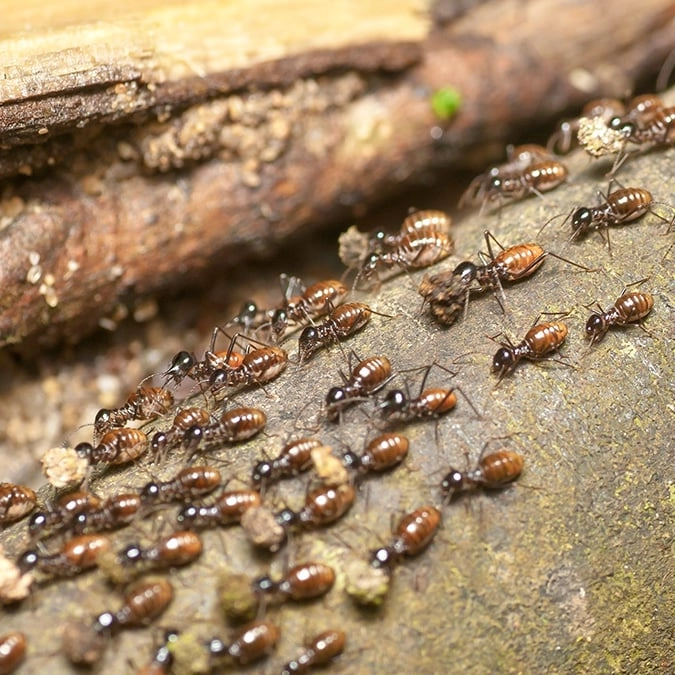 Scientists issue warning after harmful species breed to form terrifying 'hybrid swarms'