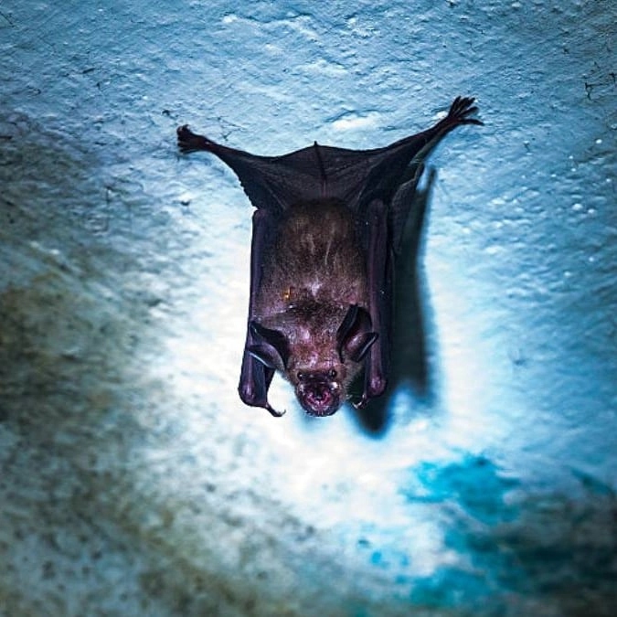 Scientists raise ‘urgent concerns’ following discovery of 20 new bat viruses in China