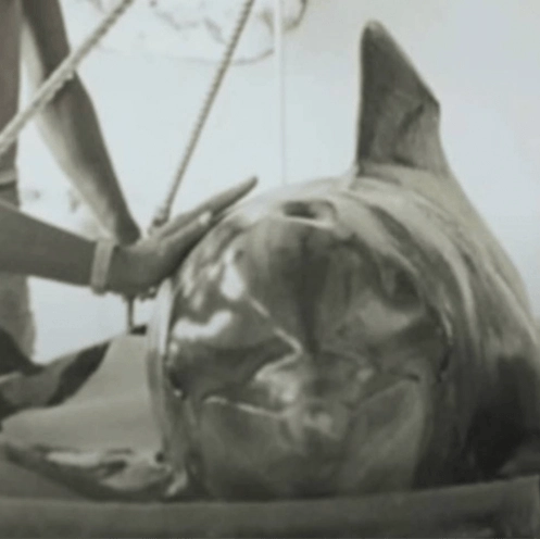 Tragic fate of dolphin after it formed 'intimate' relationship with its trainer during NASA-funded experiment