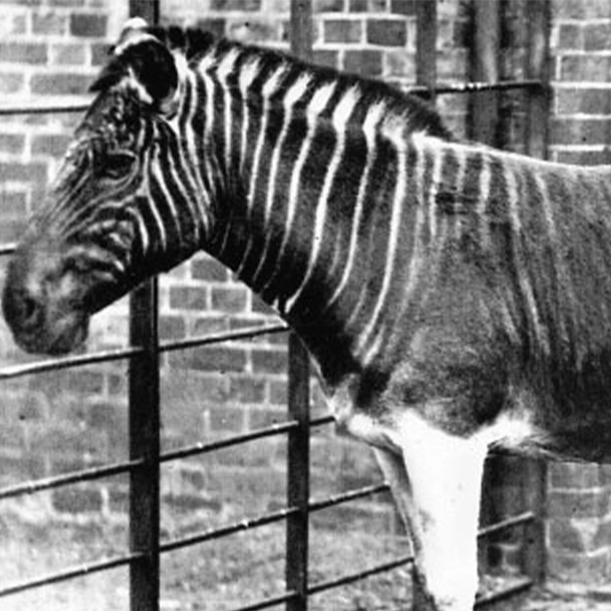 Sad fate of the first extinct species to have its DNA examined known as the quagga