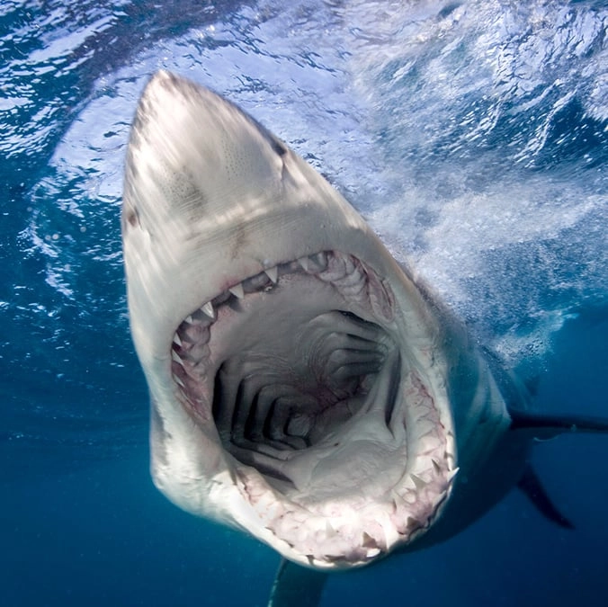 Shark swallows GoPro in bizarre footage that will leave you feeling queasy