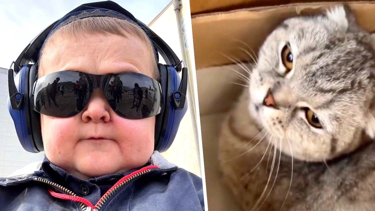 Hasbulla under fire for appearing to punch cat in YouTube video