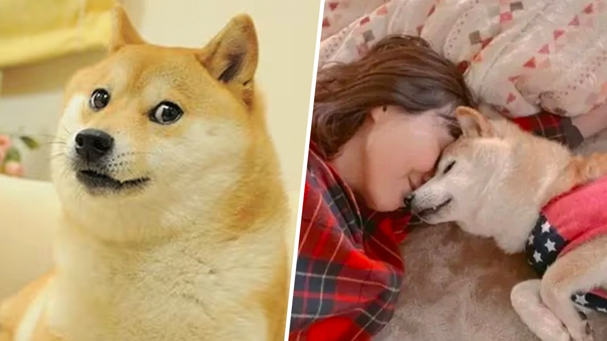 Kabosu, the beloved Doge meme dog, has passed away