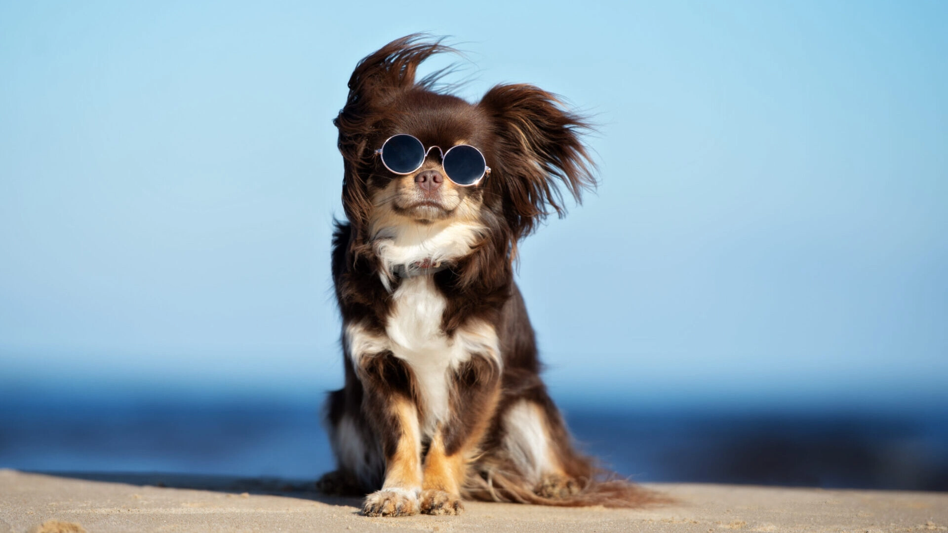 Does My Dog Need Sunglasses Or Will She Be OK During The Solar Eclipse?