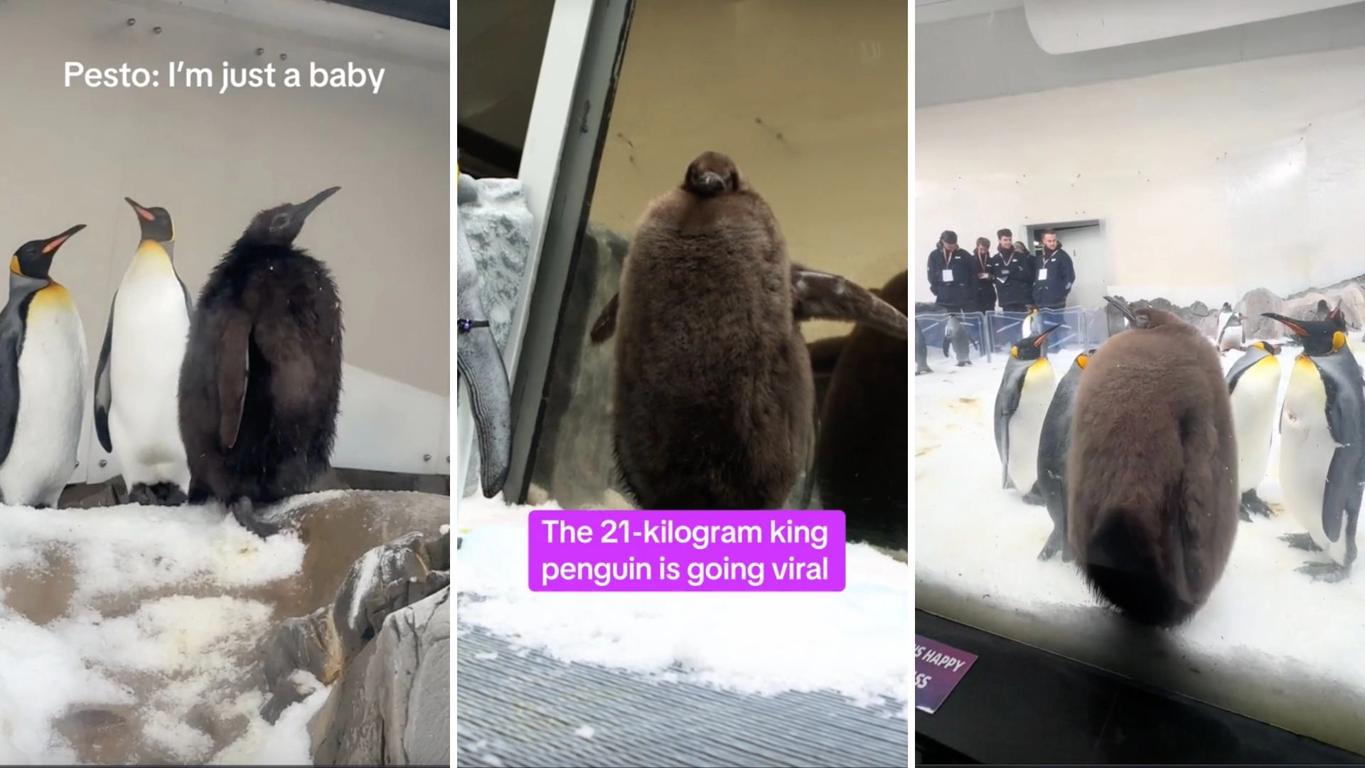 Move Over Moo Deng, There’s A New Viral Animal On My FYP — And He’s Even Chonkier
