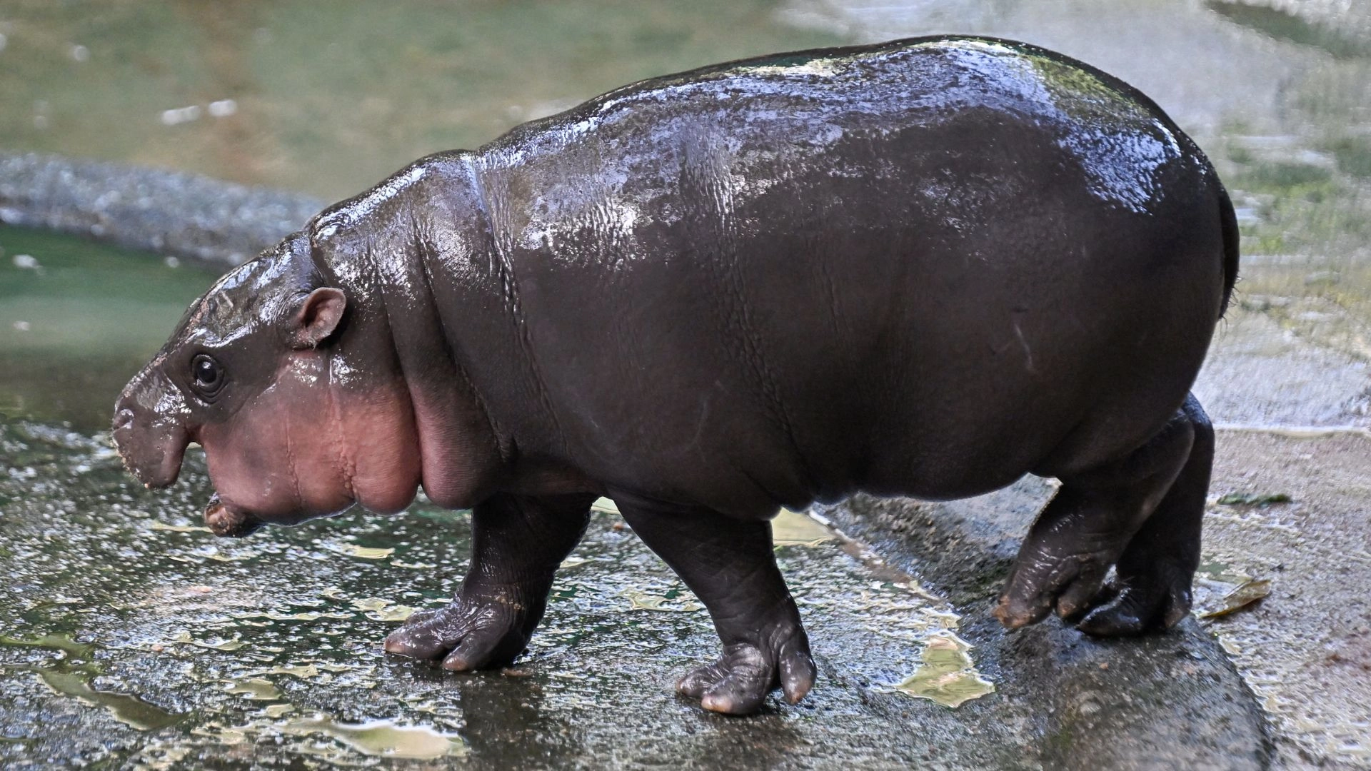 Moo Deng Halloween Costume Ideas For Stans Of The Pygmy Hippo Queen