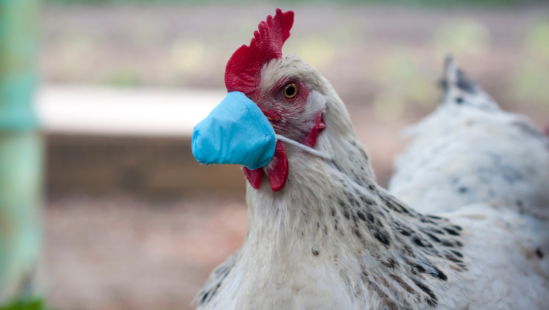 Sooo California Just Declared A State Of Emergency Over Bird Flu… Should I Be Scared?