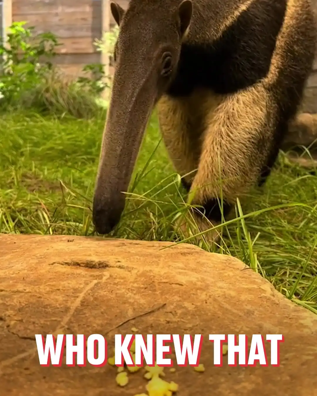 How do anteaters eat?